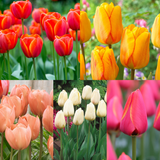 Rare Darwin Tulip Collection