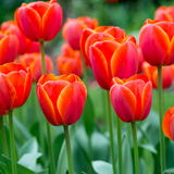 Rare Darwin Tulip Collection