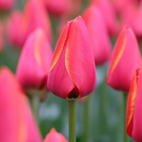 Rare Darwin Tulip Collection
