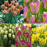 Viridiflora Tulips Collection