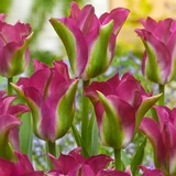 Viridiflora Tulips Collection