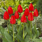 Tulip Single Early Collection (Saver Sized Bulbs)