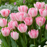 Double Early Tulip Collection