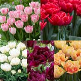 Double Early Tulip Collection
