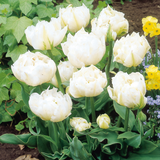 Double Early Tulip Collection