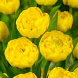 Tulip Peony Double Late Collection