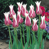 50 Lily Flower Bicolour Tulip Collection 11/12cm