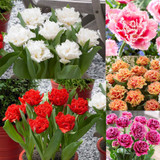 Tulip Double Fringed Collection