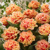 Tulip Double Fringed Collection