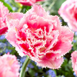 Tulip Double Fringed Collection