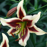 Goliath OT Lily Collection A