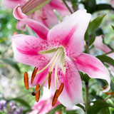 Goliath OT Lily Collection A