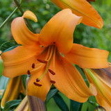 Goliath OT Lily Collection A