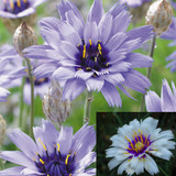 Catananche Collection