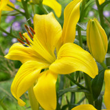 Lilium Asiatic Collection