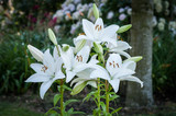 Lilium Asiatic Collection