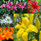 Lilium Asiatic Collection