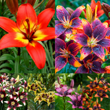 Lilium Bicolour Asiatic Collection
