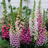 Cottage Garden Perennial Collection (7cm)