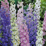 Cottage Garden Perennial Collection (7cm)