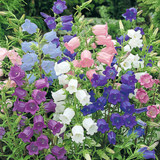 Cottage Garden Perennial Collection (7cm)