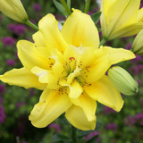 Double Asiatic Lily Collection