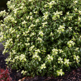 Pittosporum Collection