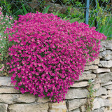 Aubrieta Cascade Collection 7cm