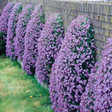 Aubrieta Cascade Collection 7cm