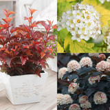 Physocarpus Collection