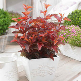 Physocarpus Collection