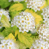 Physocarpus Collection