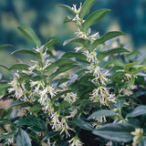 Sarcococca Collection