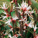 Sarcococca Collection