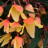 Begonia Starshine Collection