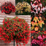 Begonia Starshine Collection