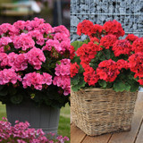 Geranium Big Eeze Collection B