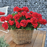 Geranium Big Eeze Collection B
