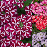 Verbena Voodoo Collection