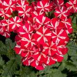 Verbena Voodoo Collection