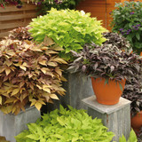 Ipomoea Sweet Caroline Collection