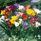 Freesia Double and Single Collection