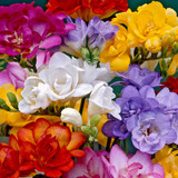 Freesia Double and Single Collection