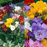 Freesia Mixed Collection