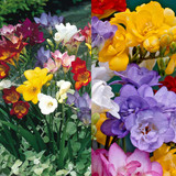 Freesia Double and Single Collection