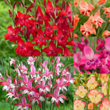 New Rare and Unusual Gladioli Nanus Collection