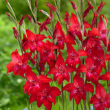 New Rare and Unusual Gladioli Nanus Collection