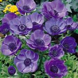 Anemone De Caen Collection