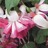 6 Fuchsia Giant Marbeller Collection