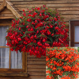 Begonia Firewings Collection
